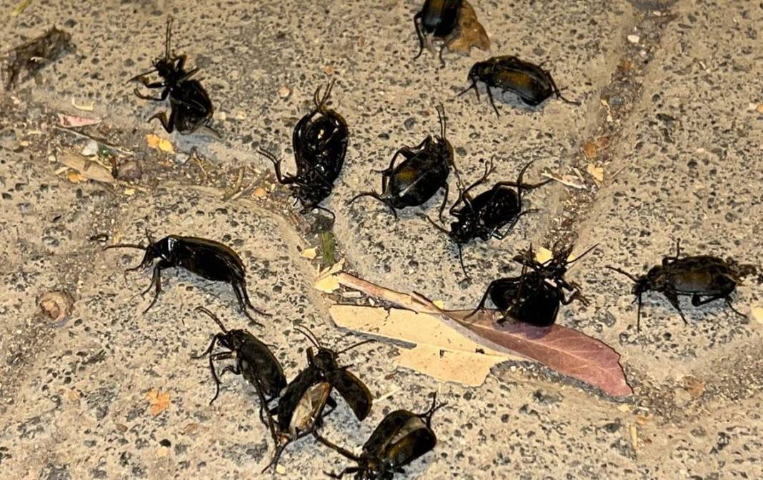 O illerde yaşayanlar dikkat: İstila başladı! Hava kararınca ortaya çıkıp evlerin içine kadar giriyorlar! 6